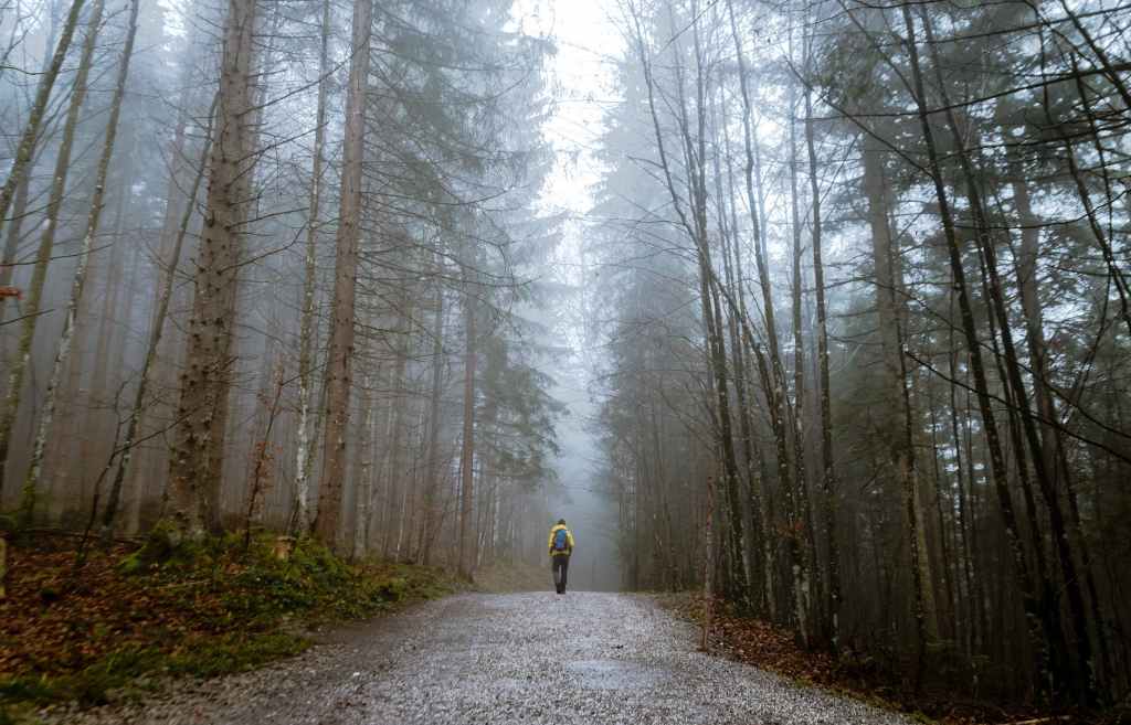 alone autumn mood forest cold countryside