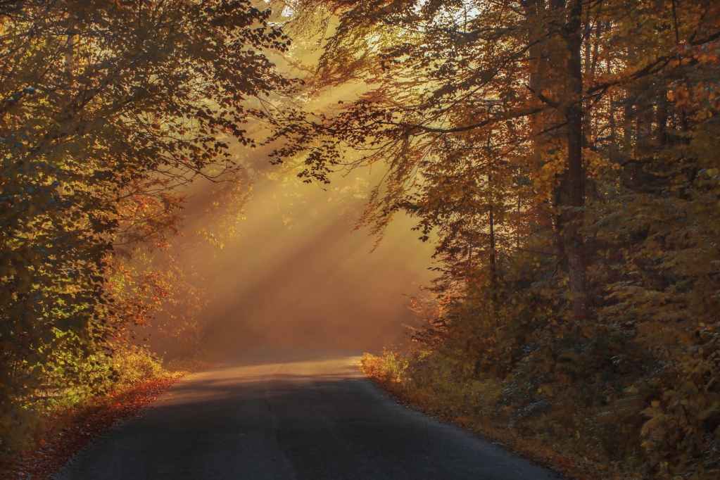 gray asphalt road in between brown orange leaf trees during daytime
