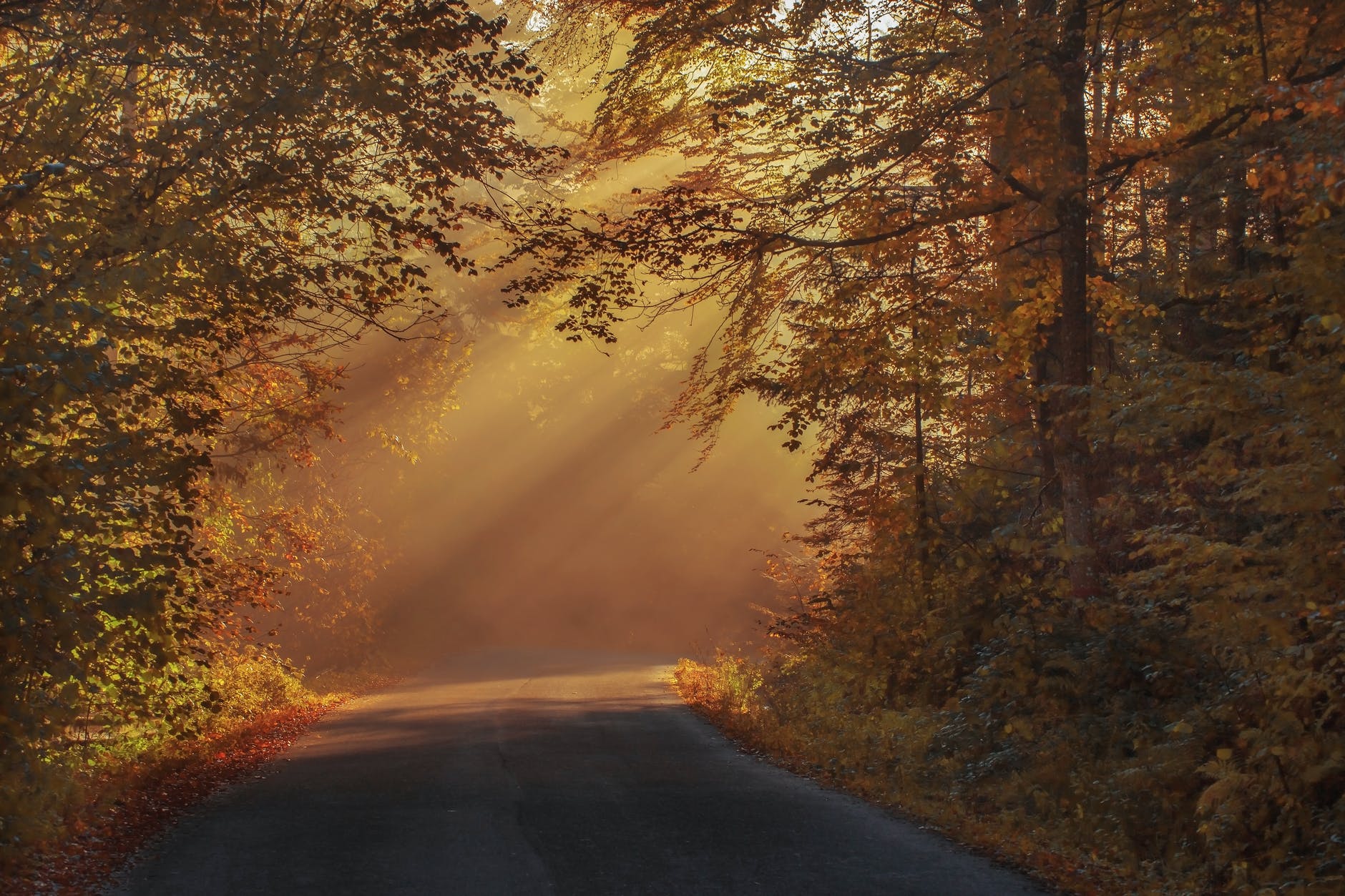 gray asphalt road in between brown orange leaf trees during daytime