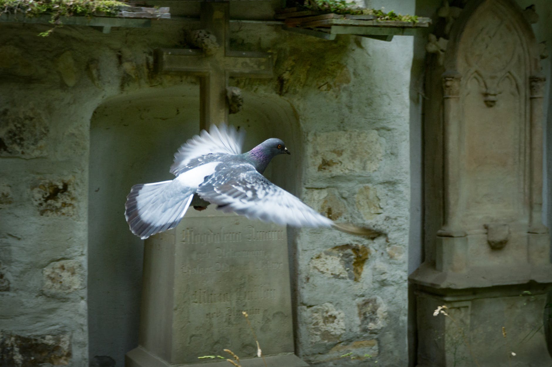 flying white pigeon near burial vault