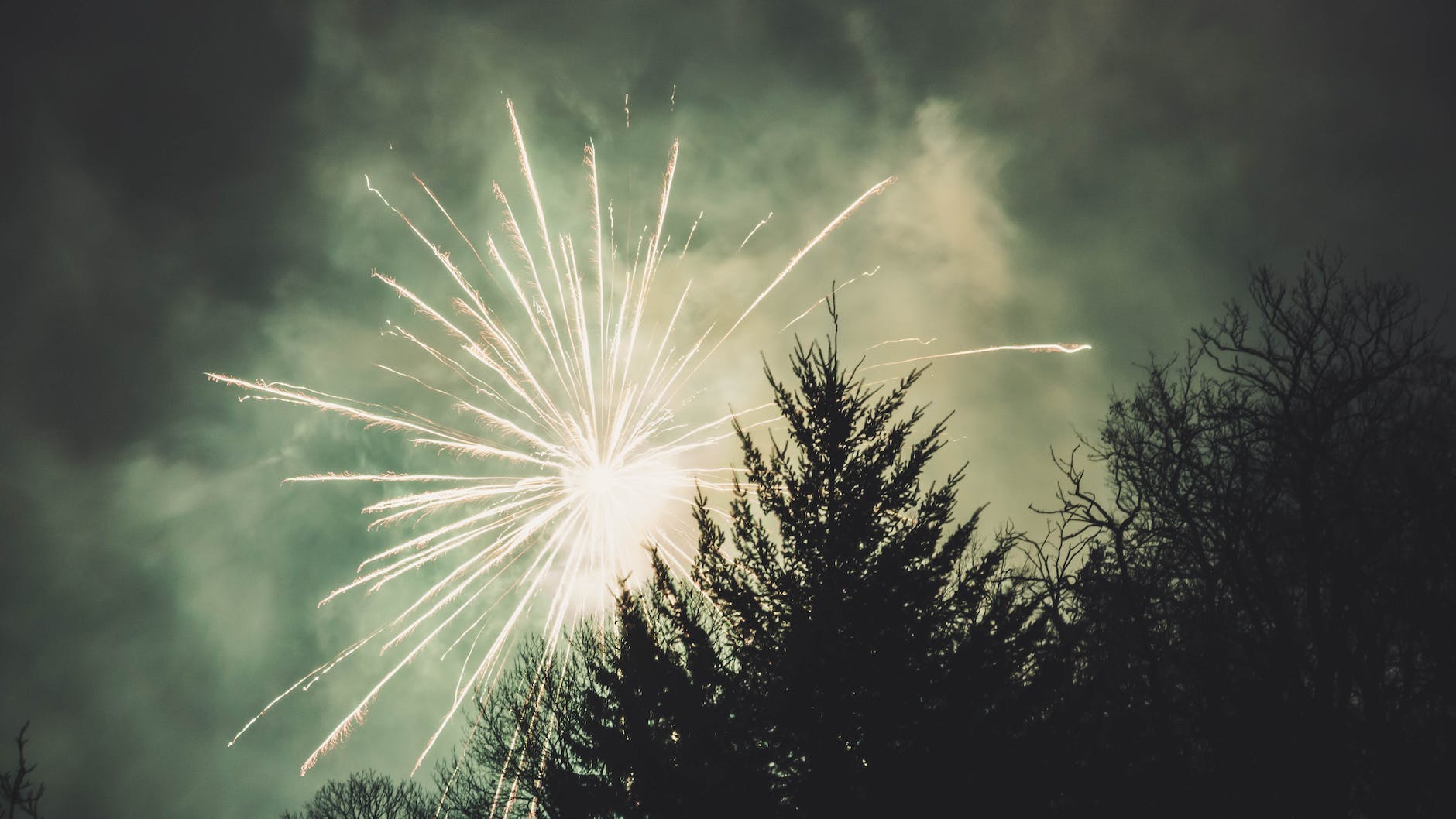 fireworks display above trees